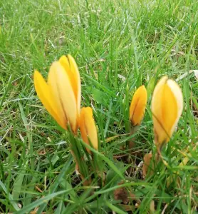 Pat 03 Nu al krokusjes